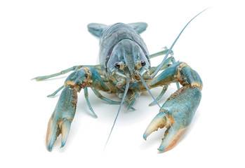 Blue crayfish - Fresh water Lobster on white background