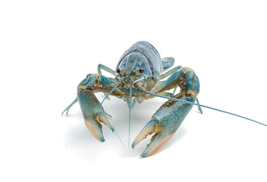 Blue crayfish - Fresh water Lobster on white background