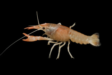Orange crayfish - Fresh water Lobster on white background
