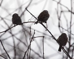 flock of sparrows on the bare branches of a tree