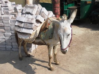 Donkey in Agra / India