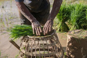 Rice farmers in rice field