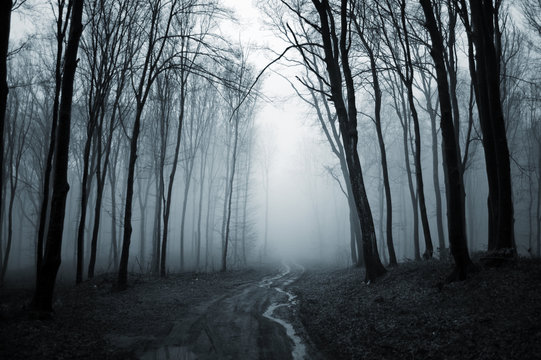 Fototapeta dark forest with fog background