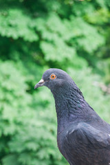 Pigeon leaves background