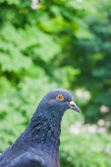Pigeon leaves green background