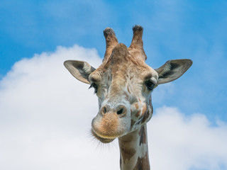 giraffe head on blue sky background