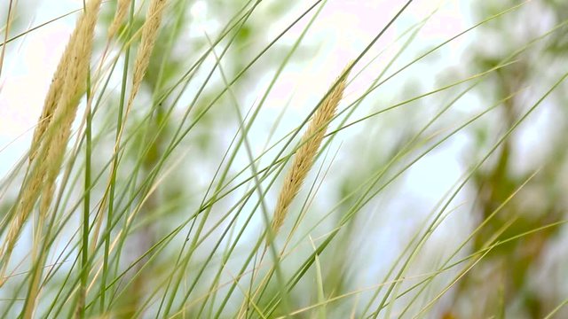 Złote dzikie kłosy zbóż i  zielona trawa falują na wietrze w nadmorskim klimacie 