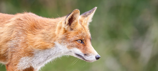 an red fox