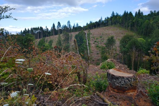 A hillside that has been mostly clearcut, with a tree stump in the foreground.