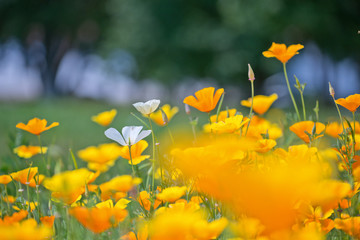 Blurred nature background meadow of blooming California poppies