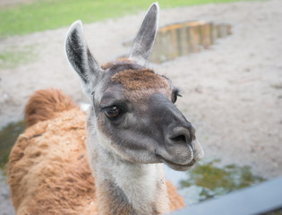 close up of cute lama head with hope in eyes