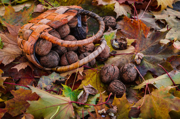 Fresh walnuts on autumn leaves background. Still life. Autumn concept. Selective focus.
