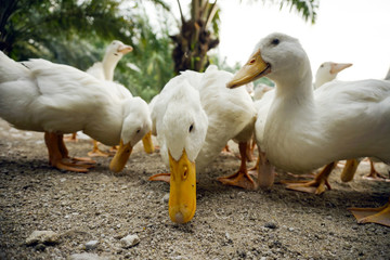A group of white duck looking for a food.