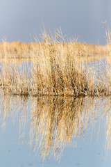 yellow reeds at the lake
