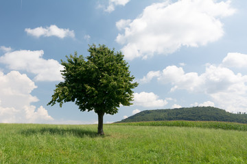 Baum in der Natur
