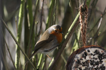 Rotkehlchen im Winter