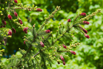 Young red cones at the pine tree branch in spiring.