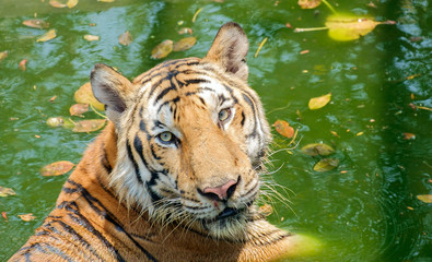 Tiger / View of tiger immersed in the pool.