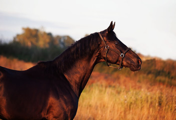 portrait of beautiful black breed stallion in field