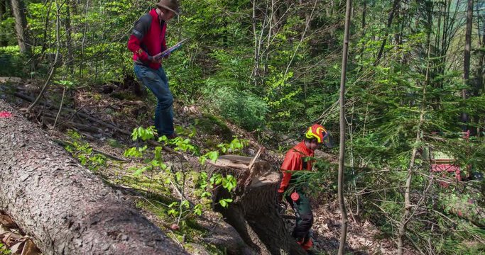 Two loggers are walking downhill and one of them who is holding a chainsaw falls on his bum. Then they continue walking towards a tractor.
