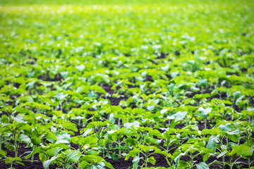 green plant ridges, agriculture background