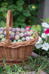 plum in a wicker basket in the garden