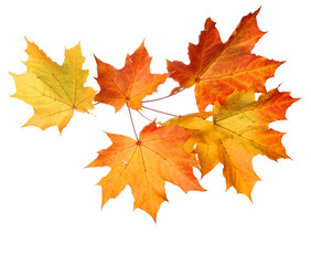 Naklejka na ściany i meble Autumn falling leaves on white background .Top view, flat lay