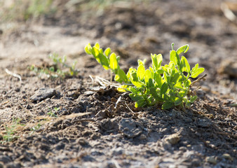 plant in nature