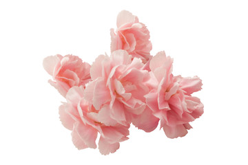 Pink carnation isolated on white background. Mother's day card. Chinese flower.