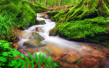 Klares Wasser fließt durch moosbewachsenen Waldboden