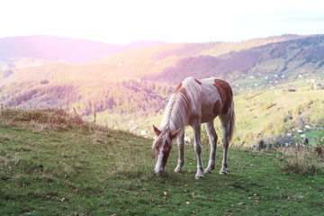 horse