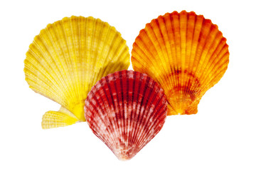  Colorful sea shells of mollusk isolated on white  background