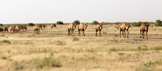 Caravan of camels in the desert