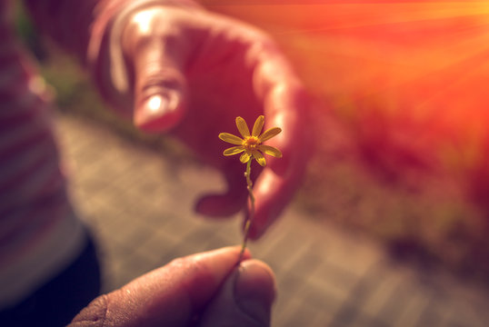 Hand gives a wild flower with love at sunset