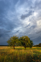 Countryside scene with stormy clouds and fruit trees lit by the rays of the setting sun