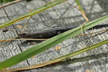 Neugeborene Waldeidechse (Zootoca vivipara) auf Holzbohlenweg
