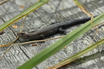 Neugeborene Waldeidechse (Zootoca vivipara) auf Holzbohlenweg
