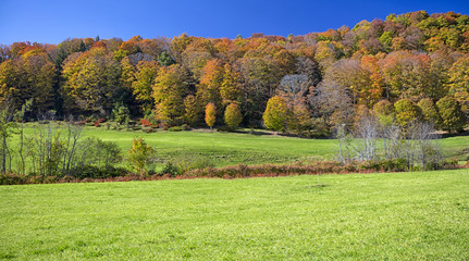 Fall Foliage