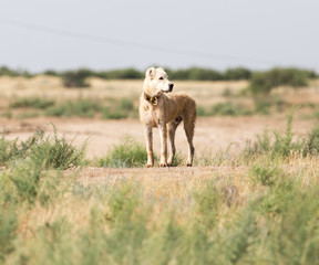 dog on the nature