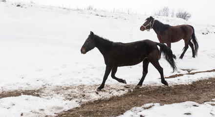 horse on nature in winter
