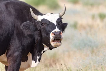 Crédence de cuisine en verre imprimé Vache cow grazing in a pasture