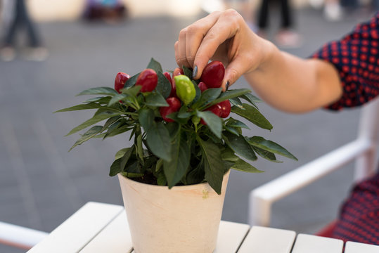 Woman investigates plant of capsicum anuum in a street cafe