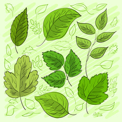 Set of green leaves hand-drawn for your design. Vector