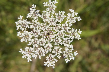 Fleur daucus carota 