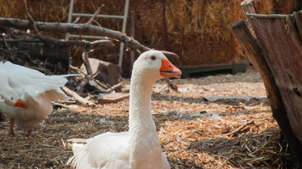 White goose on the farm in the village
