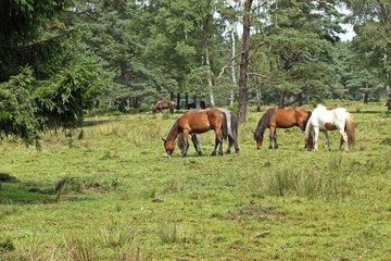 Islandpferde weiden im Moor 
