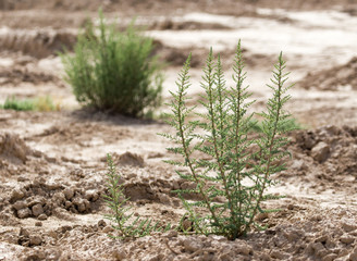 green plant in dry soil in nature