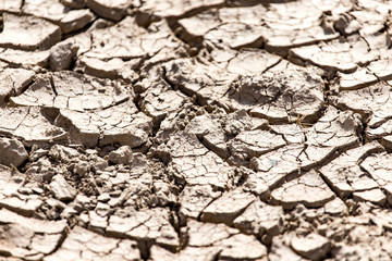 Fototapeta premium cracked dry earth as a background