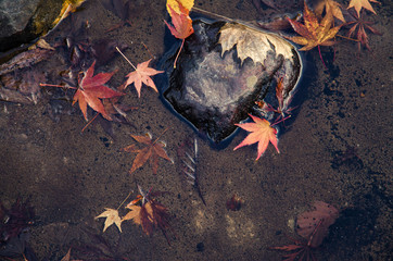 Obraz premium autumn maple leaves in water