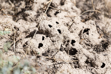 termite holes in the ground